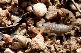 Vaejovis spinigerus - Arizona Stripedtail Scorpion