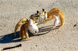 Ocypode quadrata - Atlantic Ghost Crab