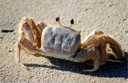 Ocypode quadrata - Atlantic Ghost Crab