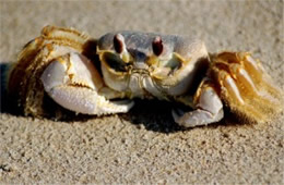 Ocypode quadrata - Atlantic Ghost Crab