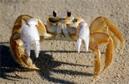 Ocypode quadrata - Atlantic Ghost Crab