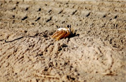 Ghost Crab at Burrow