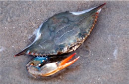 Callinectes sapidus  - Atlantic Bue Crab