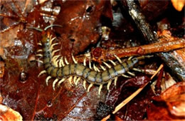 Scolopendra polymorpha - Tiger Centipede