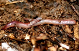 Earthworm