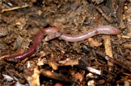 Earthworm