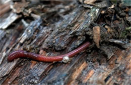 Earthworm and Microsnail