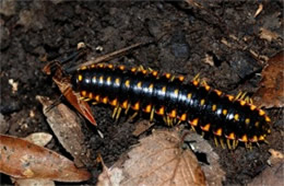 Apheloria virginiensis - Flat Millipede