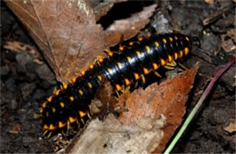 Apheloria virginiensis - Flat Millipede