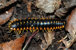 Apheloria virginiensis - Flat Millipede