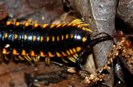 Apheloria virginiensis - Flat Millipede