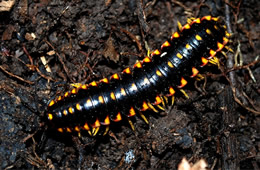 Apheloria virginiensis - Flat Millipede