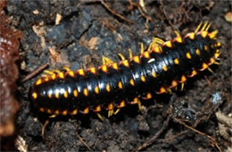 Apheloria virginiensis - Flat Millipede