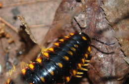 Apheloria virginiensis - Flat Millipede