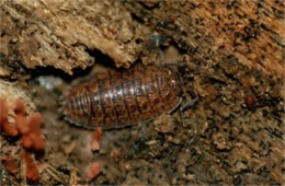 Isopod - Pill Bug