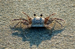 Ocypode quadrata - Atlantic Ghost Crab