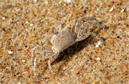 Ocypode quadrata - Atlantic Ghost Crab