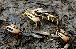 Uca pugnax - Marsh Fiddler Crab