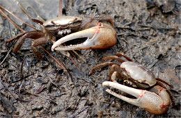 Uca pugnax - Marsh Fiddler Crab