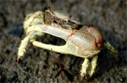 Uca pugnax - Marsh Fiddler Crab