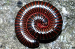 Millipede