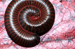 Millipede