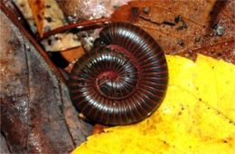 Millipede