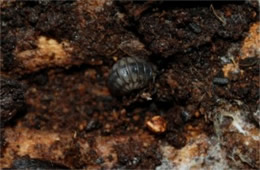 Isopod - Pill Bug