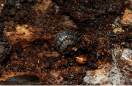 Isopod - Pill Bug