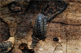 Isopod - Pill Bug