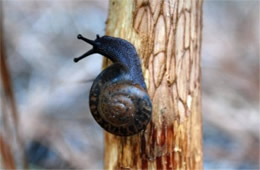 Snail