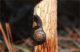 Snail on Mushroom