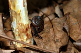 Snail on Mushroom