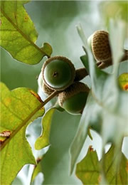 acorns