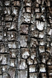 Alligator Juniper Bark