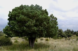 Aliigator Juniper Tree