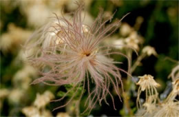 Fallugia paradoxa - Apache Plume