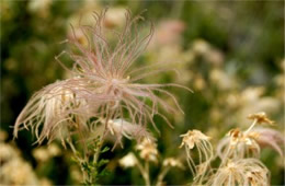 Fallugia paradoxa - Apache Plume