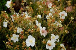 Fallugia paradoxa - Apache Plume