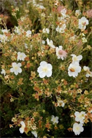 Fallugia paradoxa - Apache Plume