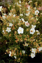 Fallugia paradoxa - Apache Plume