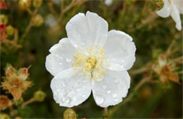 Apache Plume Flower with Rain Drops