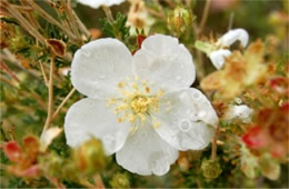 Fallugia paradoxa - Apache Plume Flower with Water Drops