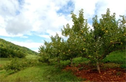 Apple Orchard