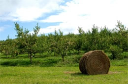 Apple Orchard