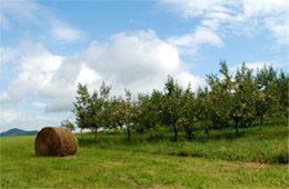 Apple Orchard