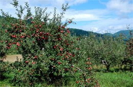 Apple Tree