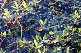 aquatic plants