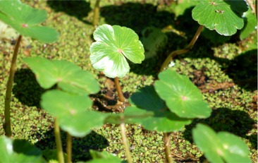 aquatic plants