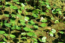 aquatic plants